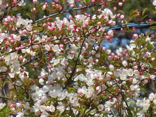2013ノカイドウ1.jpg
