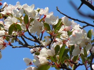 2013ノカイドウ2.jpg