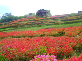 2017椎八重公園1.jpg