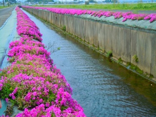 2017椎八重公園3.jpg