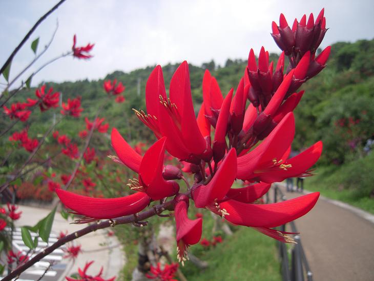 赤い花が強烈な 道の駅 フェニックスは花満開 O みやざき 花blog