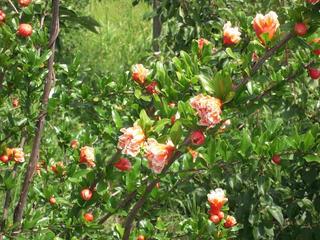 DSCN2306.JPG
