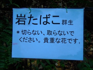 岩たばこ5.jpg