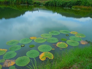 岩淵池1.jpg