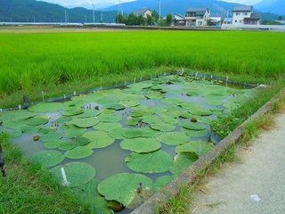 岩淵池4.jpg