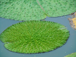 岩淵池7.jpg