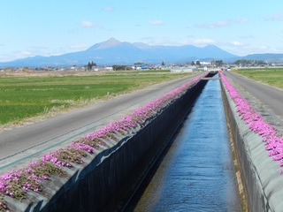 蓼池芝桜1.jpg