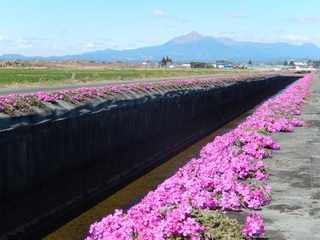 蓼池芝桜2.jpg