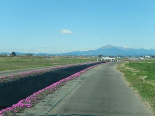 蓼池芝桜3.jpg