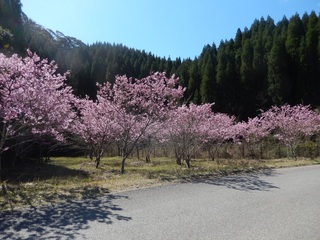 陽光桜1.jpg