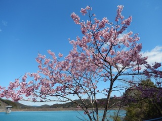 陽光桜2.jpg