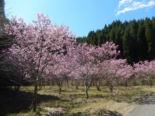 陽光桜3.jpg
